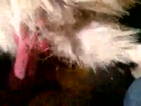 [ Beastiality DVD ] Horny dog with a boner